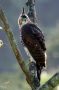 Trinidad2005 - 059 * Ornate Hawk-Eagle.